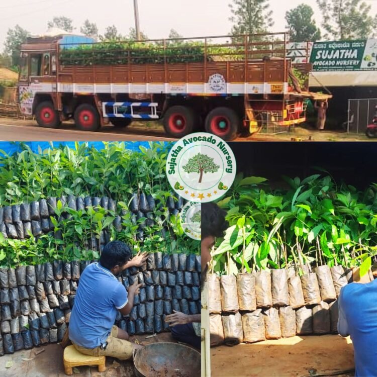 sujatha avocado nursery