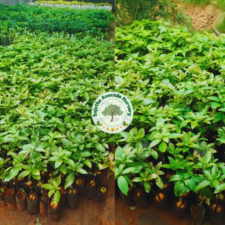 sujatha avocado nursery