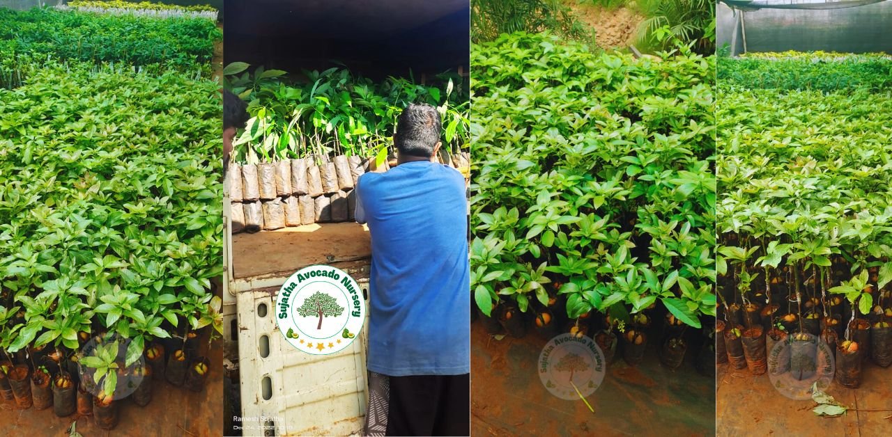 sujatha avocado nursery