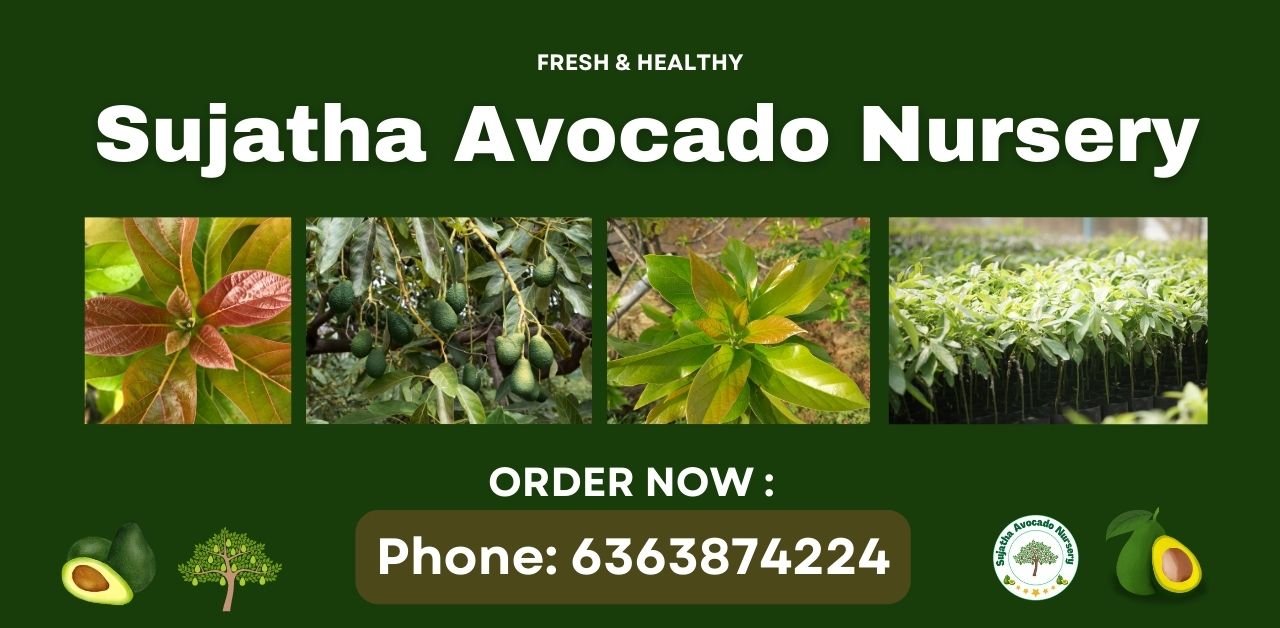 sujatha avocado nursery