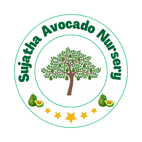 sujatha avocado nursery